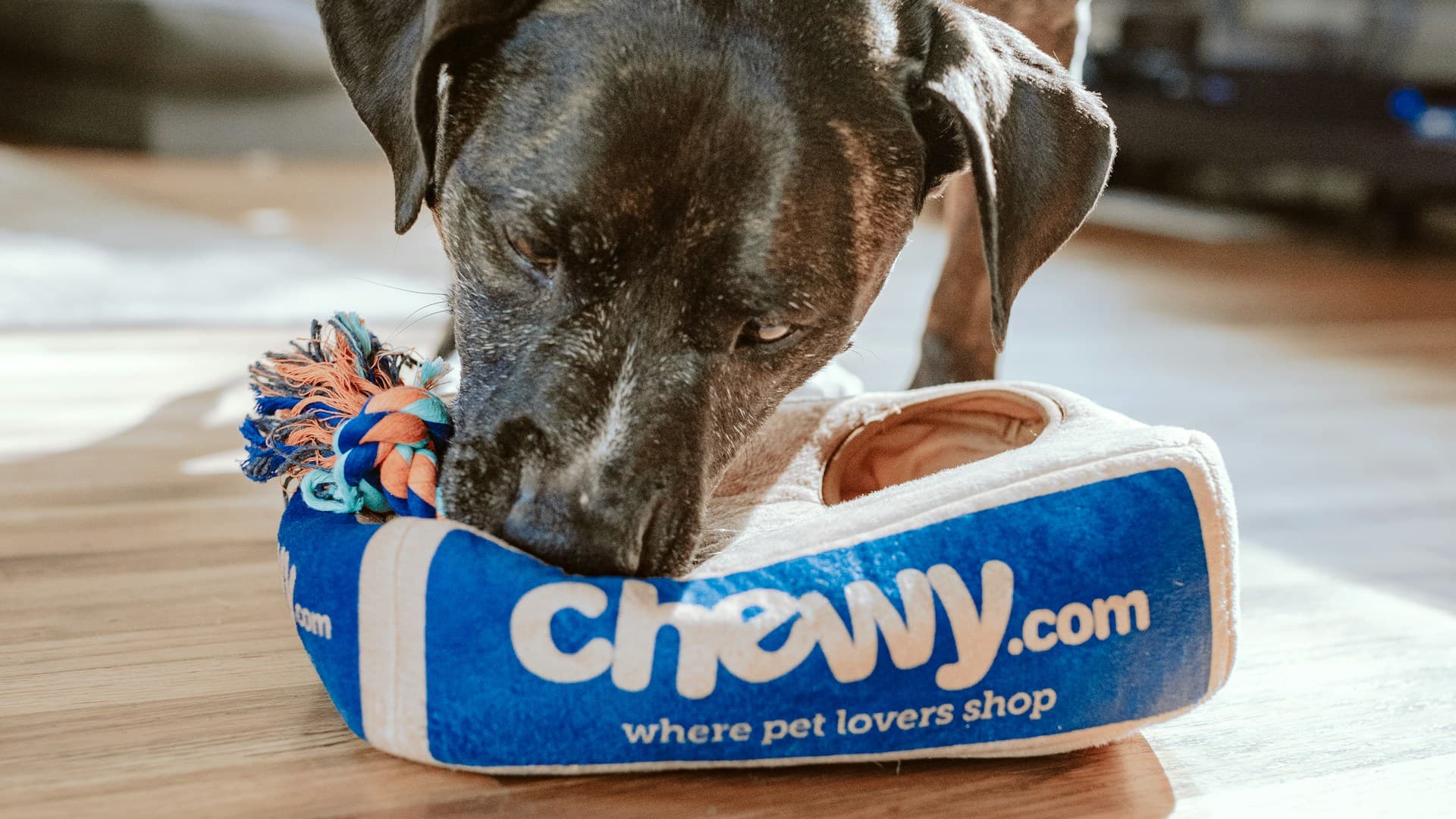 Гасцініцы і пансіянаты для жывёл